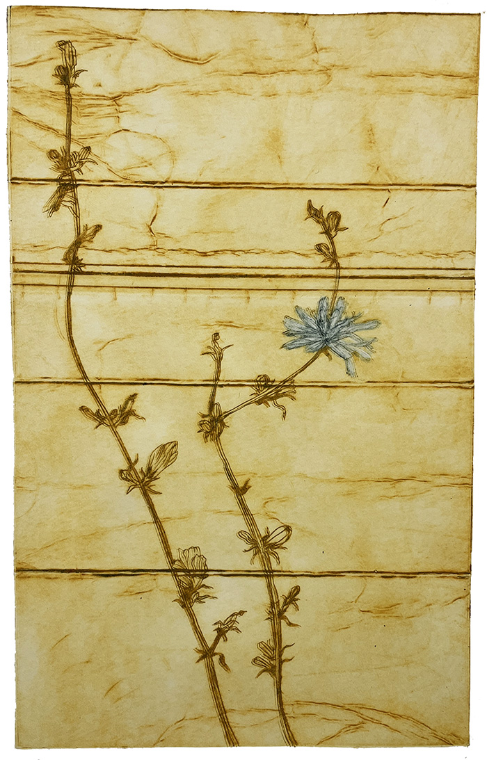 cikorie-gul-monotypi-collografi