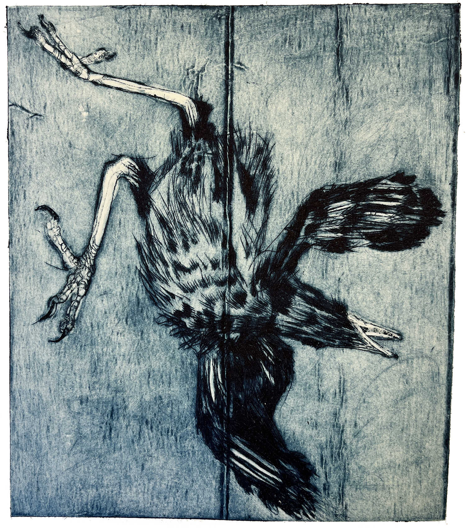 Fugl 6, koldnål, monoprint, 14 x 15,5 cm