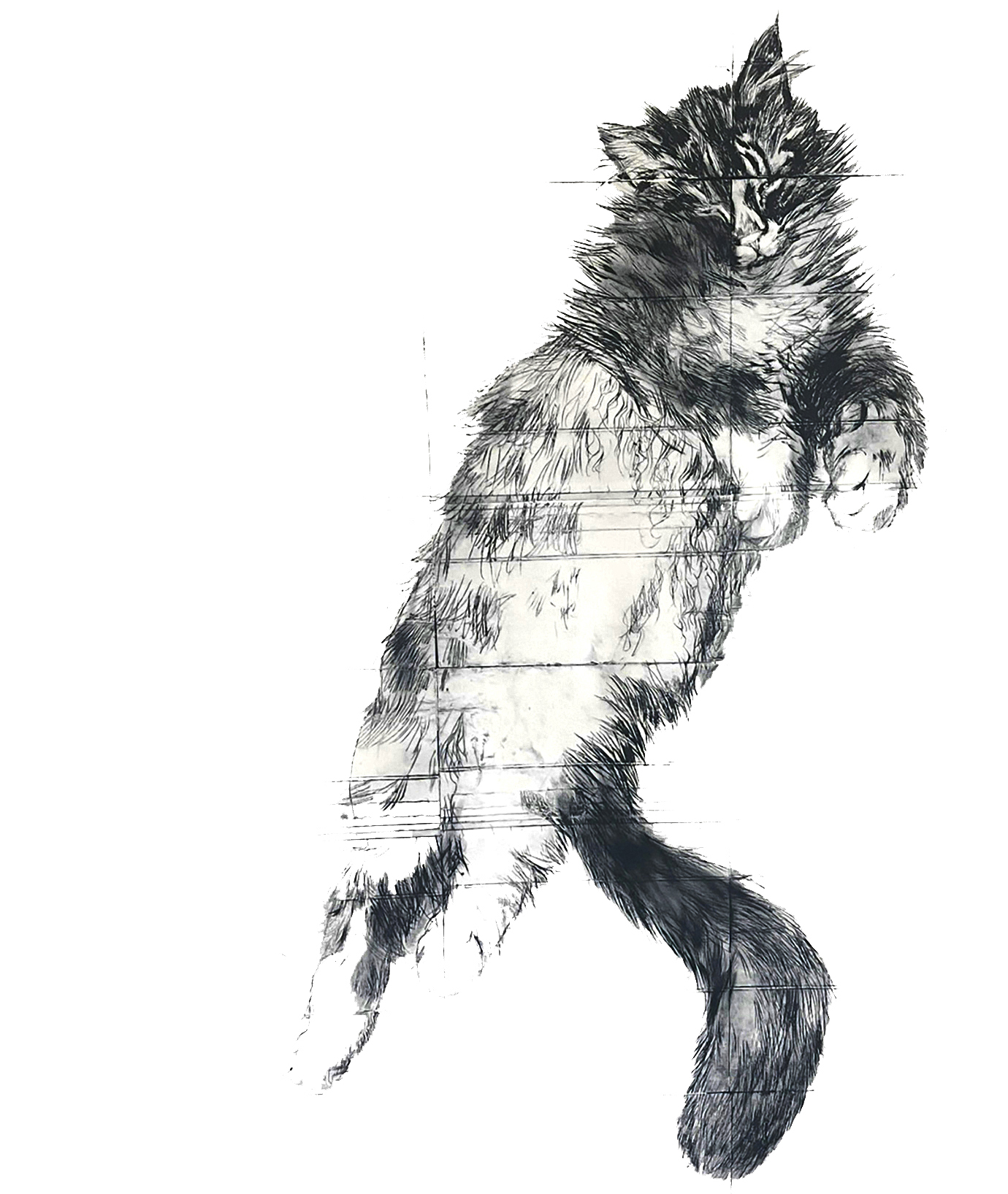 Katten, koldnål, monoprint, 50 x 70 cm