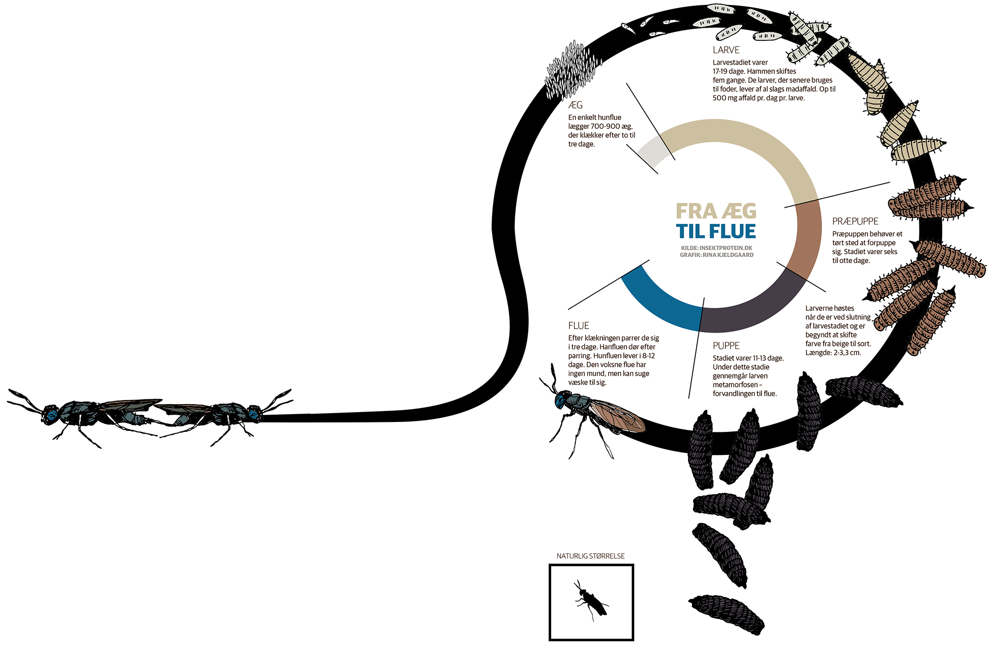 soldaterfluens livscyklus