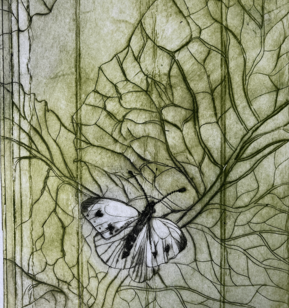 Kålsommerfugl, koldnål, monoprint, 14 x 15,5 cm