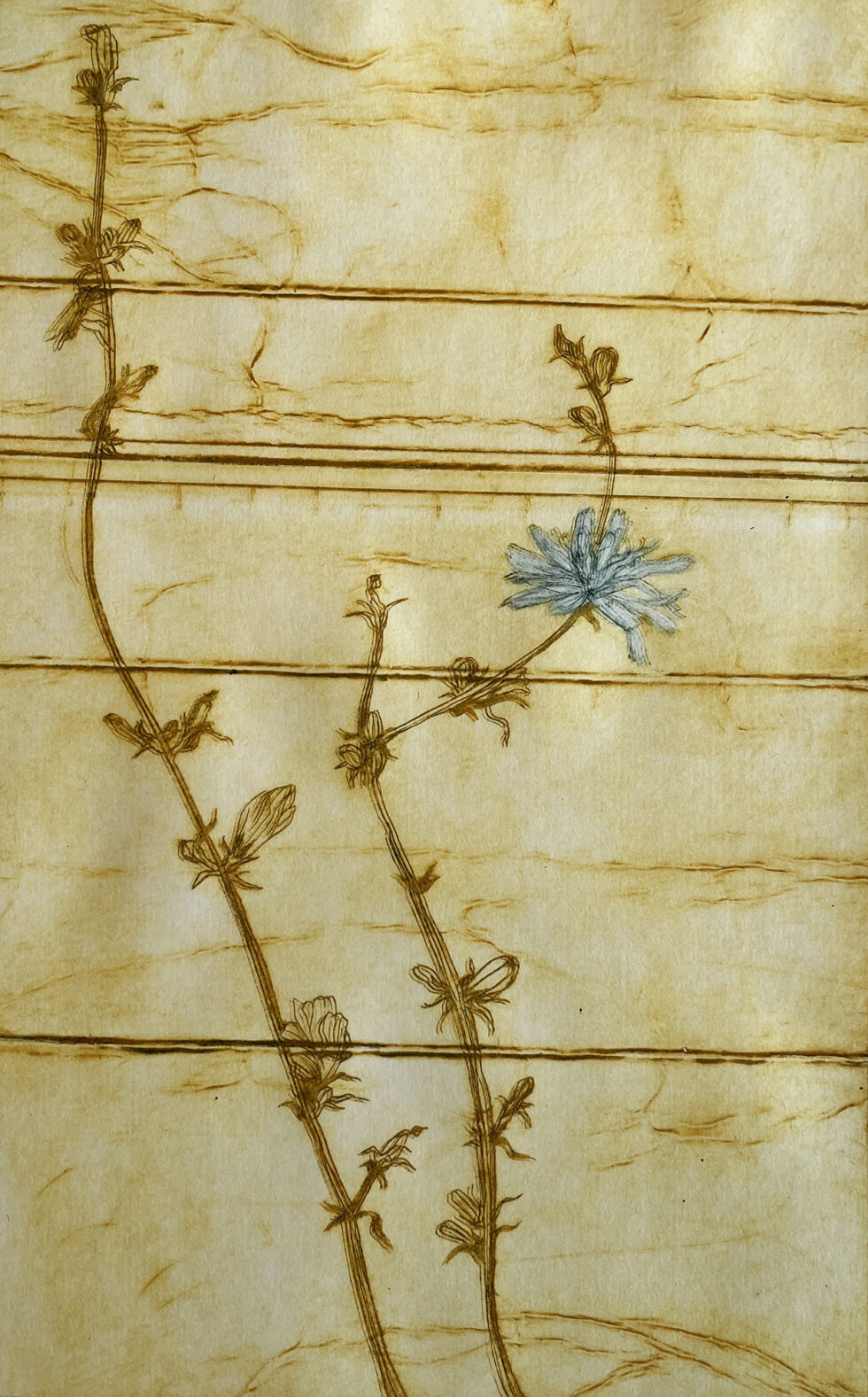 Cikorie, koldnål, monoprint, 17 x 27 cm