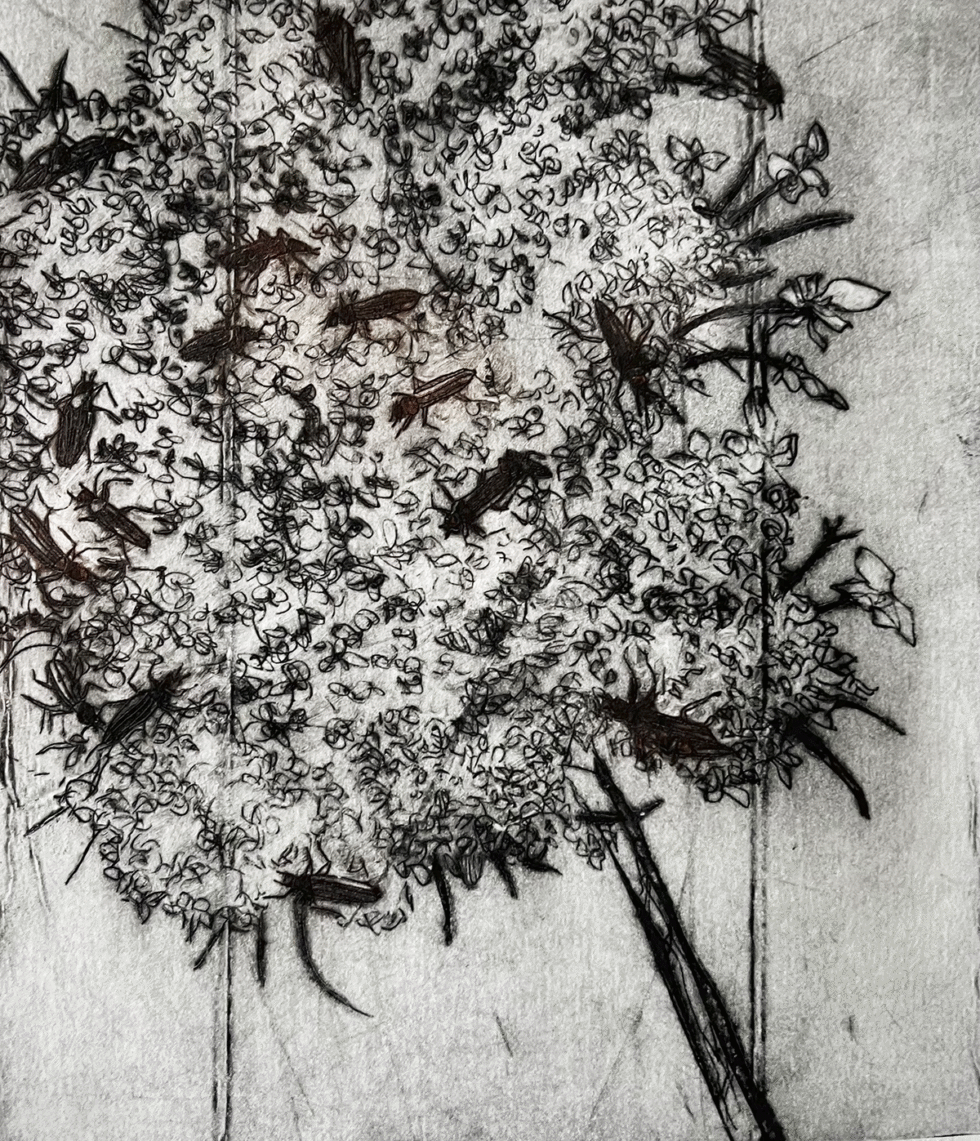 Præstebiller, koldnål, monoprint, 14 x 15,5 cm